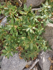 Rhododendron columbianum