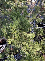 Juniperus monosperma