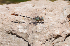 Erpetogomphus lampropeltis