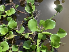 Pontederia crassipes