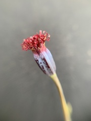 Porophyllum coloratum