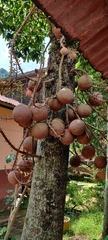 Couroupita guianensis