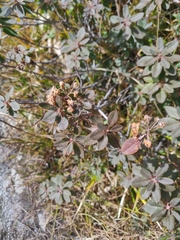 Rhododendron columbianum