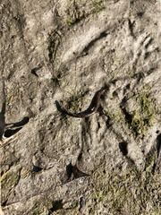 Glossiphoniidae