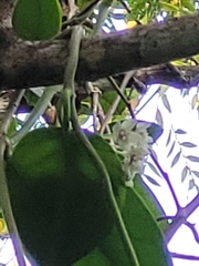 Hoya