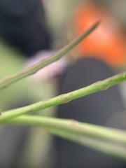 Porophyllum coloratum