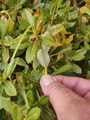 Rhododendron columbianum