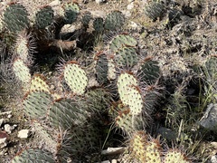 Opuntia macrocentra