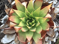 Dudleya