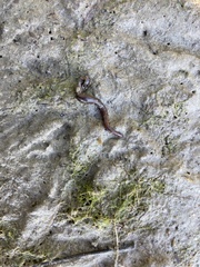 Glossiphoniidae