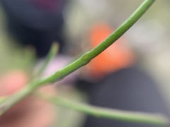 Porophyllum coloratum
