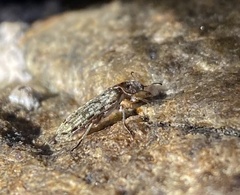 Chalcodryidae