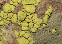Acarospora robiniae