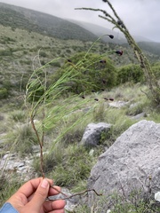 Porophyllum coloratum