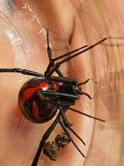 Latrodectus