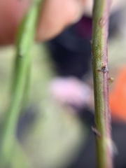 Porophyllum coloratum