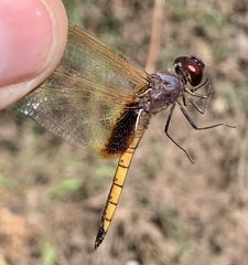 Miathyria marcella