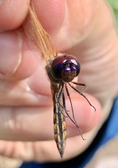 Miathyria marcella