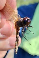 Miathyria marcella