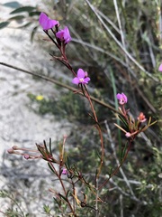 Boronia filifolia