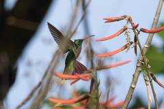 Anthracothorax veraguensis