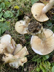 Armillaria sinapina