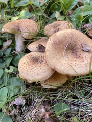 Armillaria sinapina