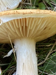 Armillaria sinapina