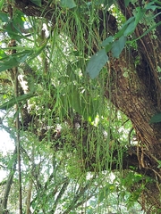 Rhipsalis baccifera