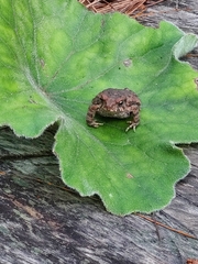 Incilius occidentalis