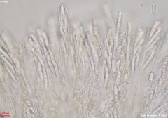 Hymenoscyphus scutula