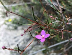 Boronia filifolia