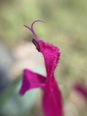 Salvia curviflora