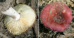 Russula atropurpurea