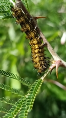 Hemileuca rubridorsa