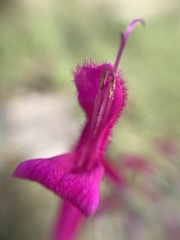 Salvia curviflora