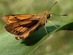 Cephrenes trichopepla