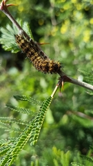 Hemileuca rubridorsa