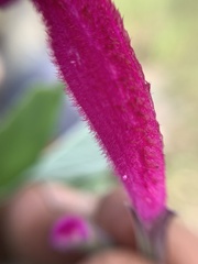 Salvia curviflora