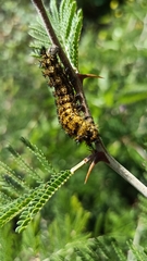 Hemileuca rubridorsa