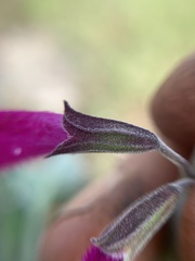 Salvia curviflora
