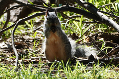 Sciurus arizonensis