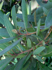 Persea borbonia