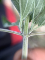 Salvia curviflora