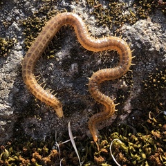 Geophilidae