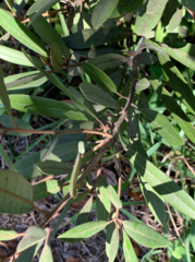 Persea borbonia