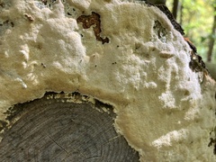 Fomitiporia punctata