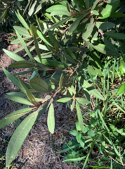 Persea borbonia