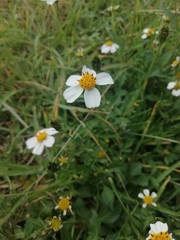 Bidens odorata