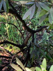 Persea borbonia